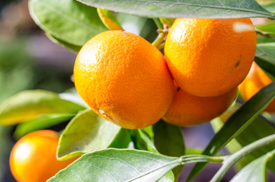 みかんの木のイメージ画像