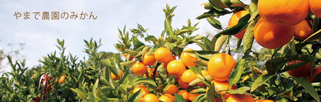 やまで農園のみかん