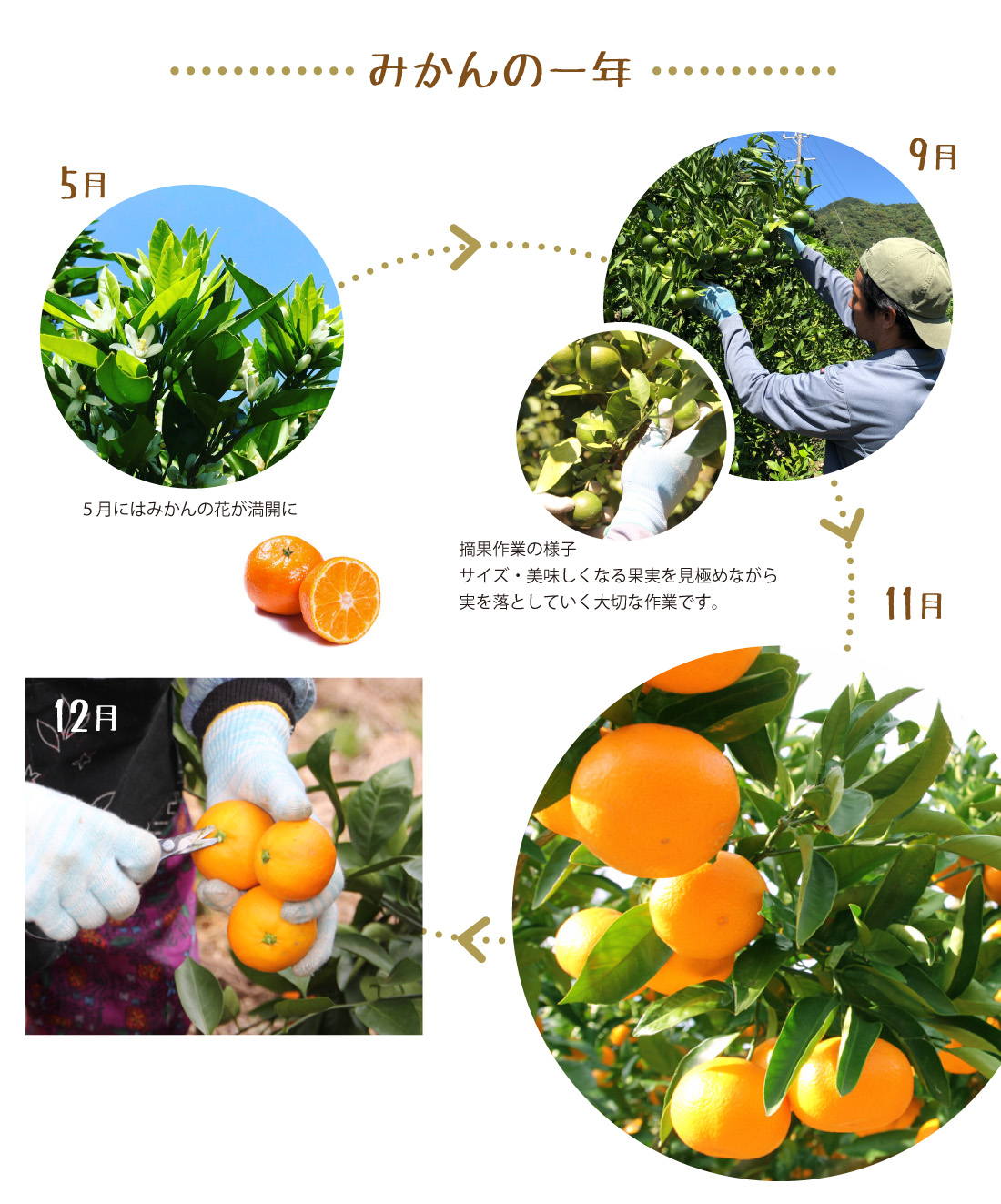 みかんの1年