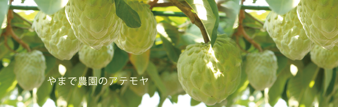 やまで農園のアテモヤ