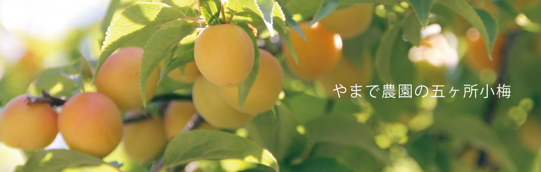 やまで農園のアテモヤ