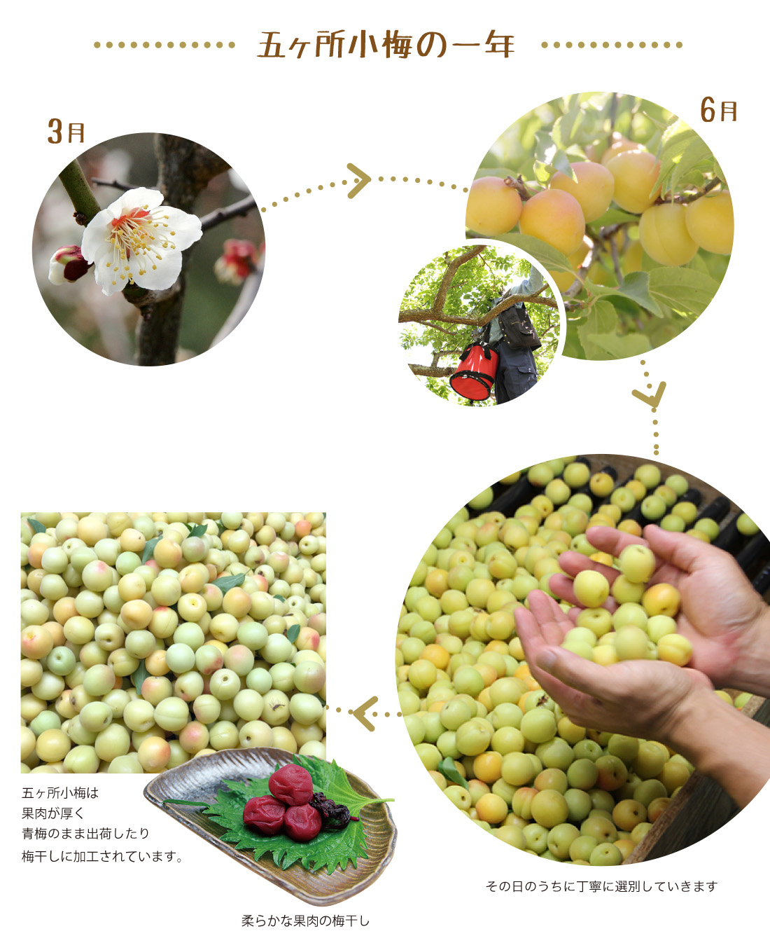 五ヶ所小梅の1年
