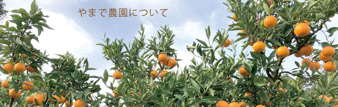 やまで農園のアテモヤ