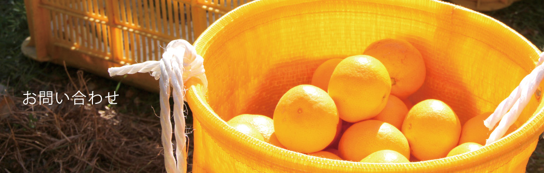 やまで農園のアテモヤ