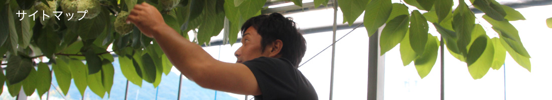 やまで農園のアテモヤ